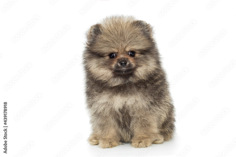 Small Pomeranian puppy Small Pomeranian puppy