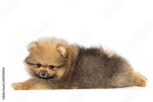 Small Pomeranian puppy, side view