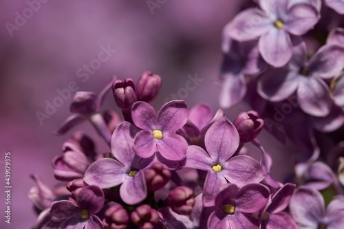 Lilac flower pink spring background. Beautiful spring background.