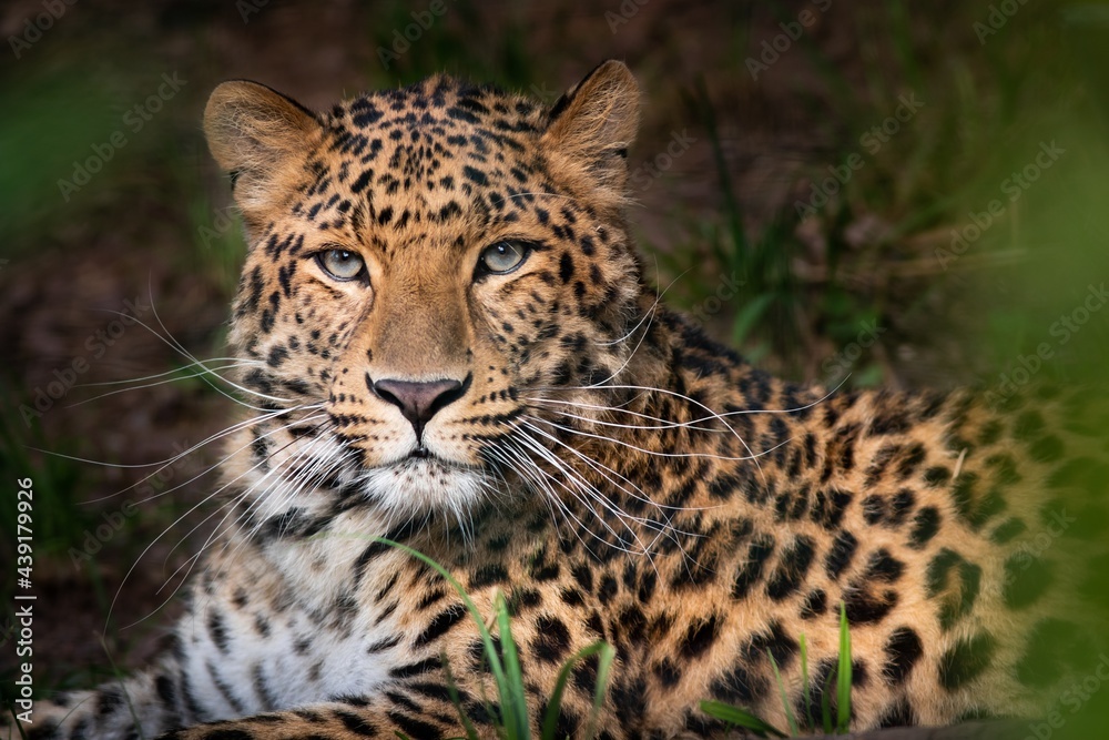 Amur leopard, Panthera pardus orientalis, portrait of a large feline beast