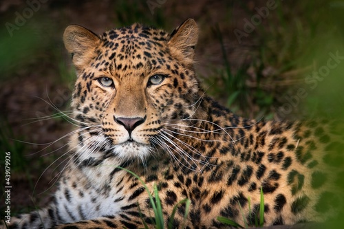 Fényképezés Amur leopard, Panthera pardus orientalis, portrait of a large feline beast