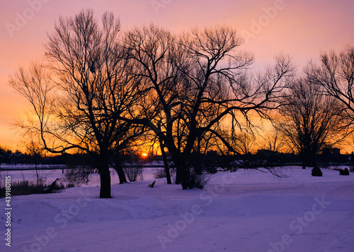 Snowy winter sunrise in urban Park seen through tree branches in Ottawa