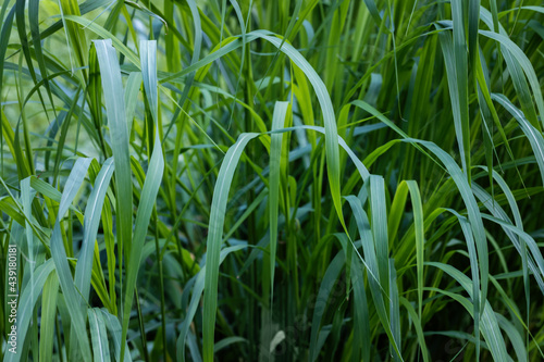 green long grass close up in the afternoon of summer. High quality photo