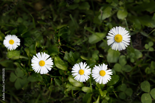 wild daisies against the background of a green field in the summer bottom. High quality photo