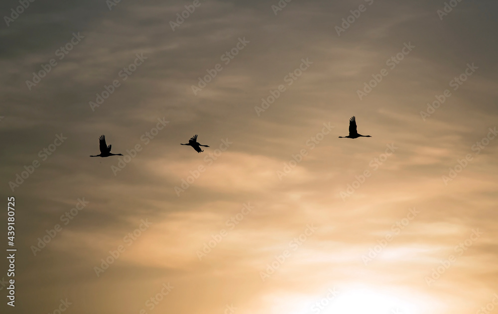 A flock of cranes flying against the background of the sunset glow. Common crane or Eurasian crane (Grus grus).