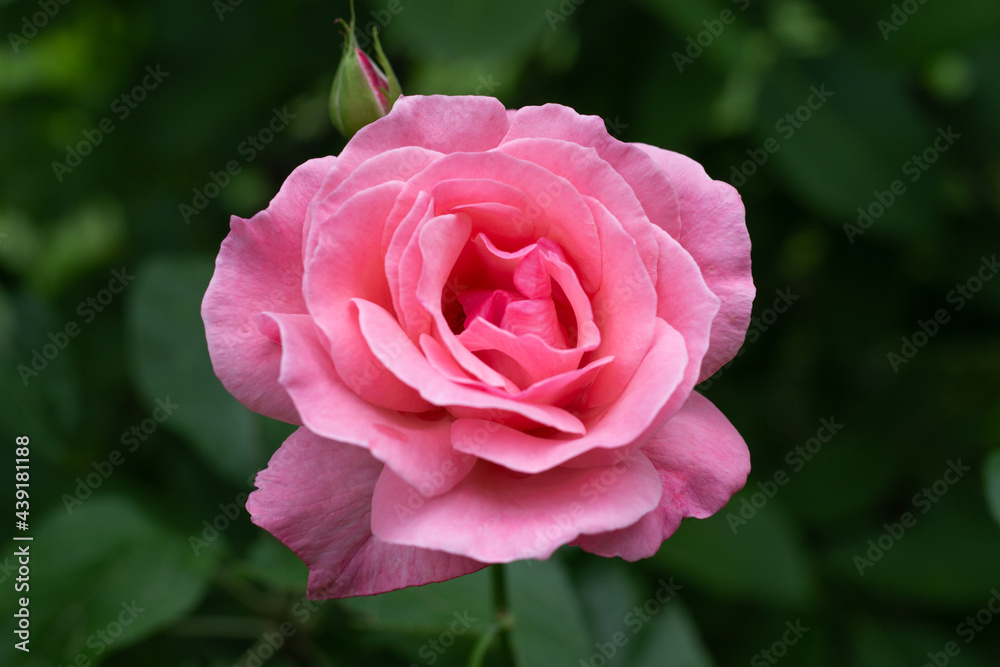 Pink rose of the variety Queen Elizabeth on a dark green background close-up. Breeding and caring for flowers Pink rose of the variety Queen Elizabeth on a dark green background close-up. Breeding and caring for flowers