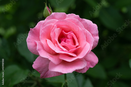 Pink rose of the variety Queen Elizabeth on a dark green background close-up. Breeding and caring for flowers