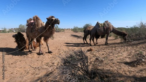 Camels in the Kyzylkum desert of Navoi region of Uzbekistan photo