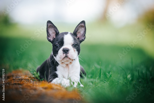 Boston terrier posing in the park outside. Dog in green grass and flowers around. Puppy in kennel with pedigree