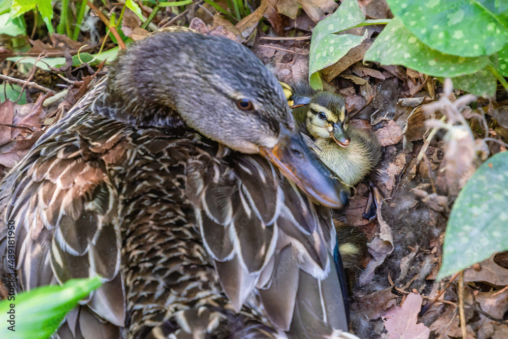 Adorable newly hatched baby ducks and mother duck