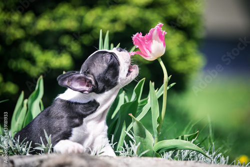 Boston terrier posing in the park outside. Dog in green grass and flowers around. Puppy in kennel with pedigree	