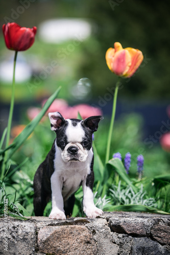 Boston terrier posing in the park outside. Dog in green grass and flowers around. Puppy in kennel with pedigree