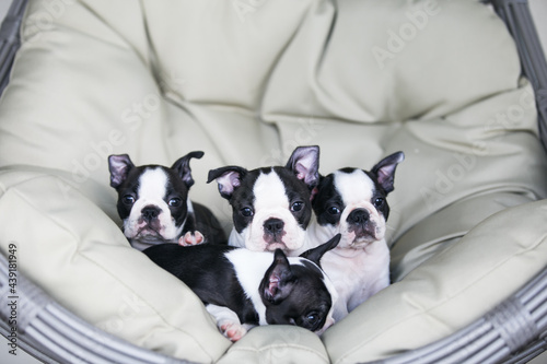 Boston terrier posing in the park outside. Dog in green grass and flowers around. Puppy in kennel with pedigree 
