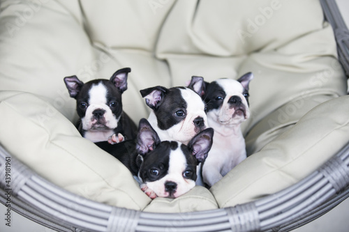 Boston terrier posing in the park outside. Dog in green grass and flowers around. Puppy in kennel with pedigree 