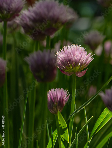 Backlit chive blossom in garden.