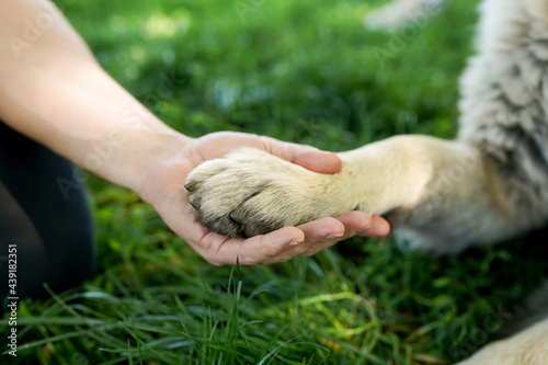 Friendship between human and dog - shaking hand and paw on green grass background