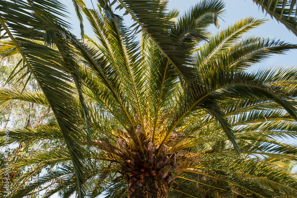 natural palm tree foliage and sky background