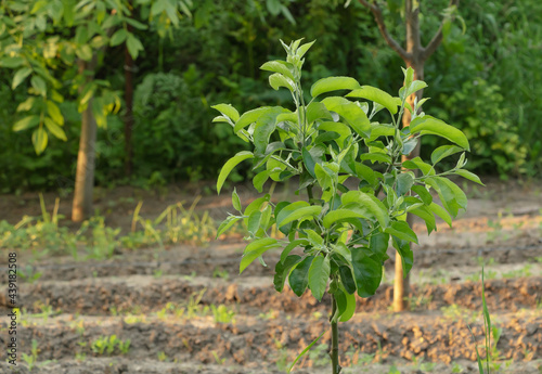 Selective focus shot of a young apple tree in the garden