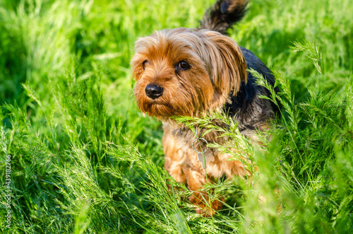 cute dog stands in the lush green grass