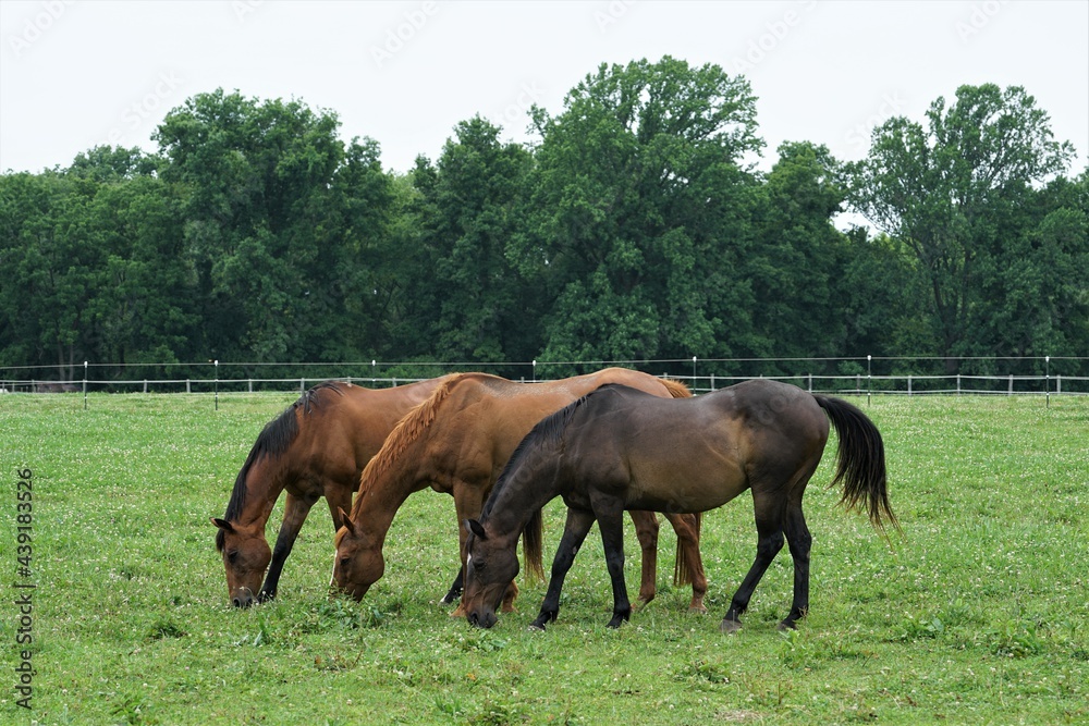 horses in the meadow