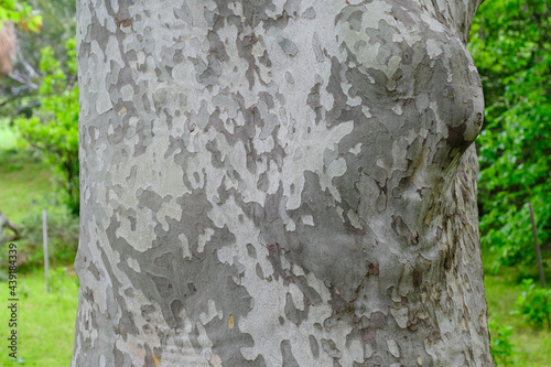 Fotografía The trunk of tree of western sycamore tree Western Sycamore tree (Platanus racemosa) , bark of the tree