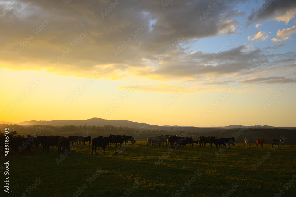 Farm Cows Sunset Country Life