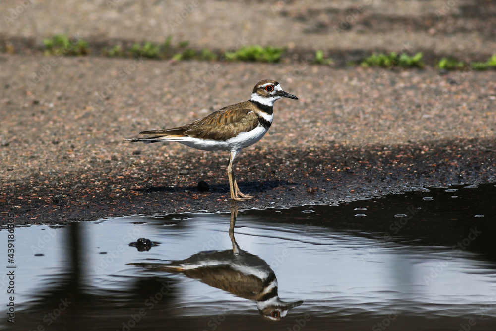 A Killdeer bird standing beside a puddle on a sunny day and softly reflected in the water. A Killdeer bird standing beside a puddle on a sunny day and softly reflected in the water.