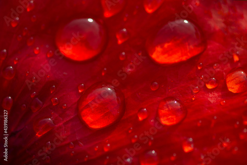 Close up of red bright poppy flower with water drops.