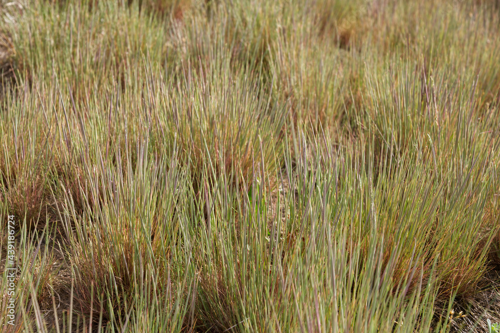 field of grass field of grass