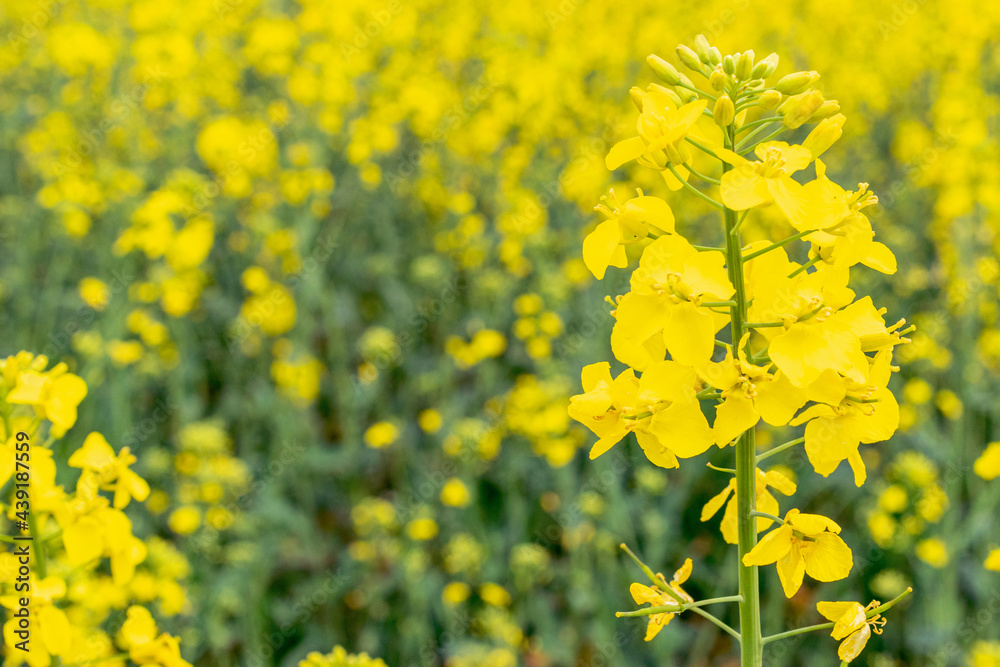Colza flower. Yellow rape flowers for healthy food oil on field. Rapeseed plant, Canola rapeseed for green energy. Brassica napus flowers. Colza flower. Yellow rape flowers for healthy food oil on field. Rapeseed plant, Canola rapeseed for green energy. Brassica napus flowers.