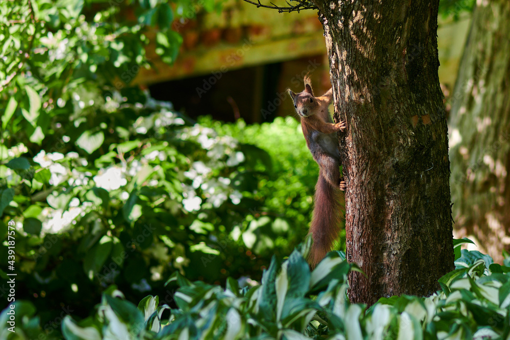 Wiewiórka Ruda Kitka pozuje do zdjęć na jednym z drzew w parku lub lesie.  - obrazy, fototapety, plakaty 