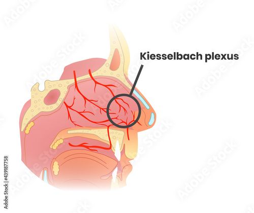 Kiesselbach plexus anatomy. human nose anatomy illustration