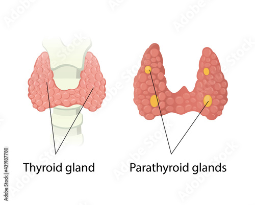 Thyroid and Parathyroid glands anatomy photo