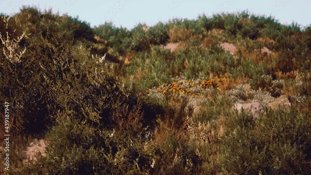 Beach dunes with long grass Beach dunes with long grass