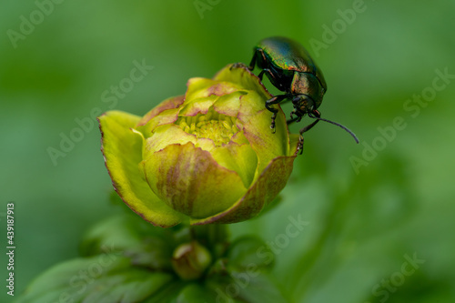 Beetle on a flower
