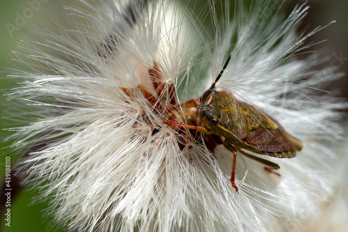 Bug eating  dandelion pappus