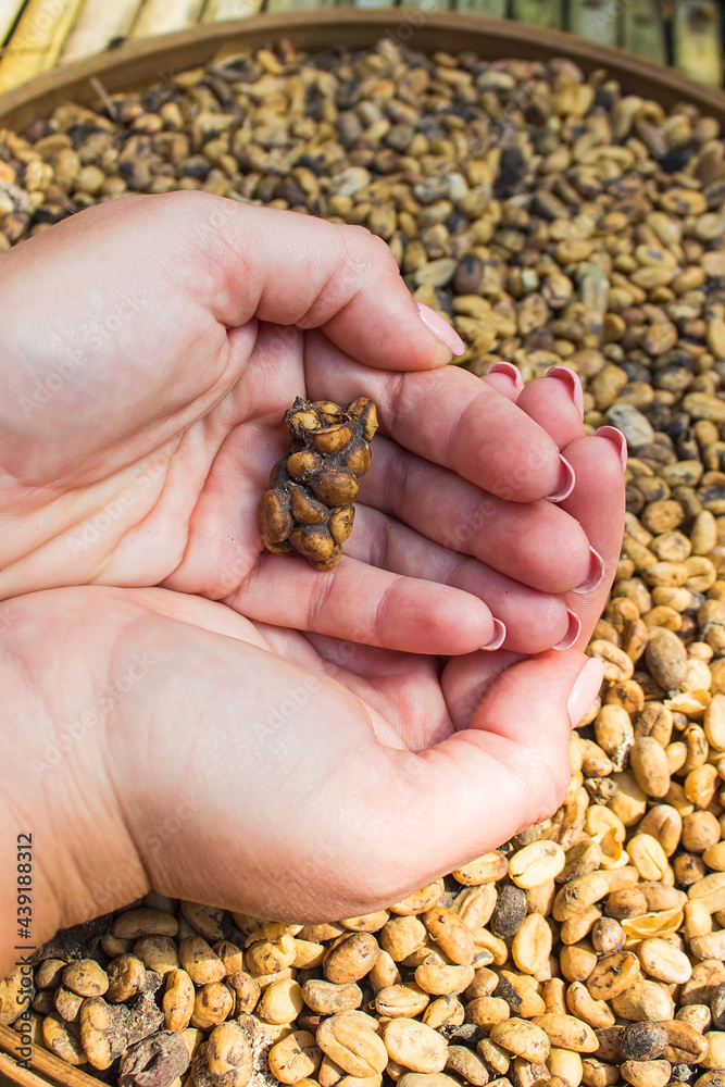 Kopi Luwak before cleaning process, closeup of the hand holding coffee beans in the form of a heart, Bali island, Indonesia. Kopi Luwak before cleaning process, closeup of the hand holding coffee beans in the form of a heart, Bali island, Indonesia.