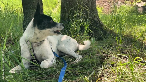 Basenji dog is resting after a long walks in the forest at summer day, dog lying next to the trees and yawning, 4k video