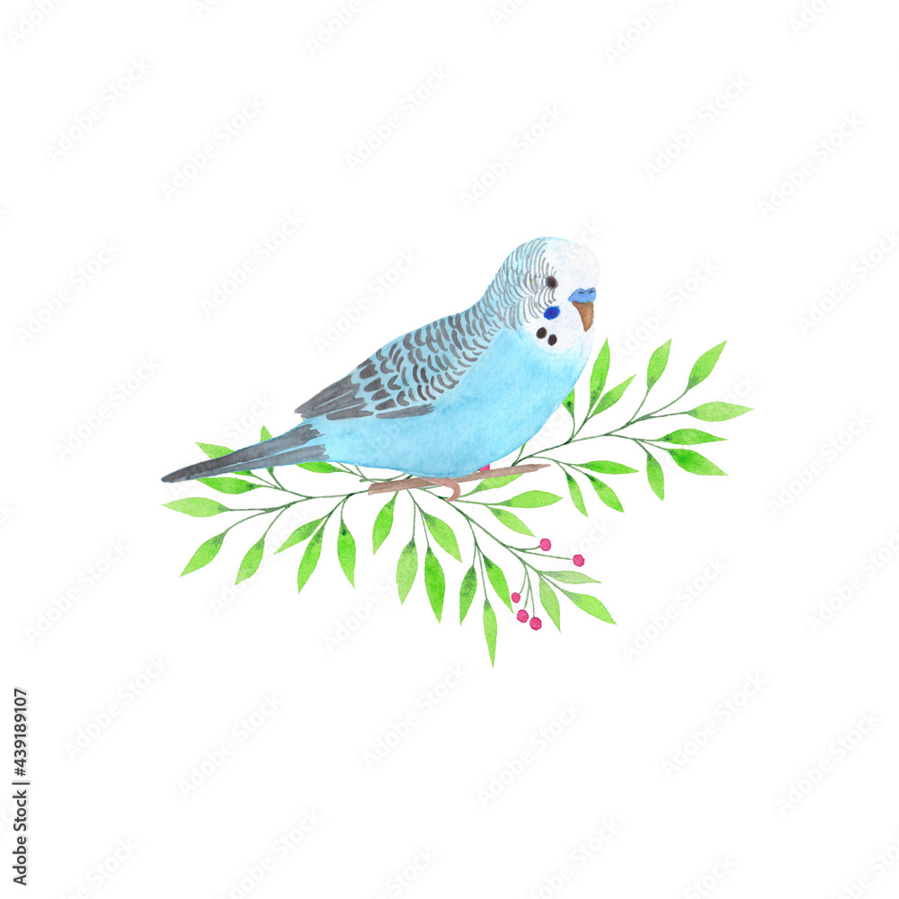 Watercolor blue budgerigar on
branch isolated on white Watercolor blue budgerigar on
branch isolated on white