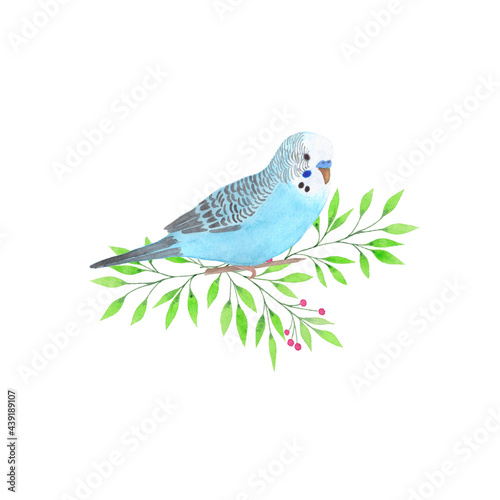  Watercolor blue budgerigar on branch isolated on white