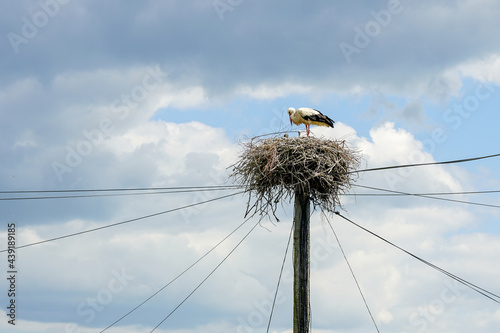 white stork in the nest with chicks against a cloudy sky