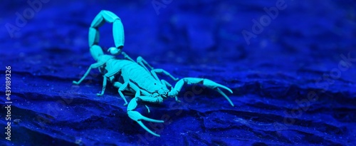 Bright blue scorpion Centruroides gracilis glowing under UV light, purple background. Environmental conservation, wildlife, zoology, carcinology theme. Panoramic image photo