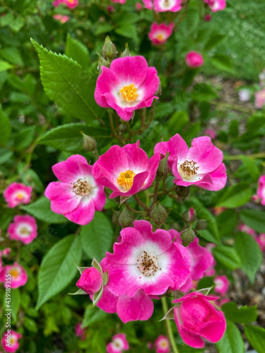 pink flowers in the garden