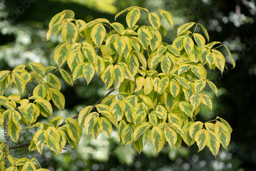 Closeup of Kousa Dogwood or Summer Gold Chinese Dogwood shrub 