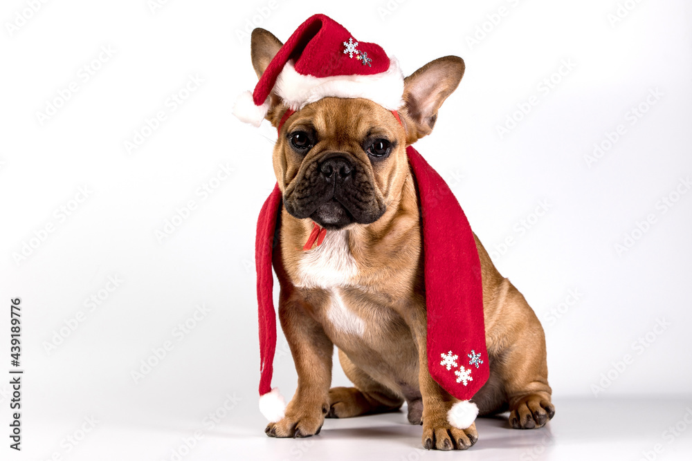 Purebred cute french bulldog puppy in santa costume. White background, studio light. The dog sits and looks at you carefully. The concept of merry christmas, new year, funny animals. 
