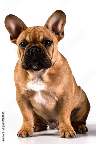 Purebred beautiful French Bulldog puppy on a white background. Studio light. The dog sits and looks at you carefully. The concept of cute animals, healthy dog,