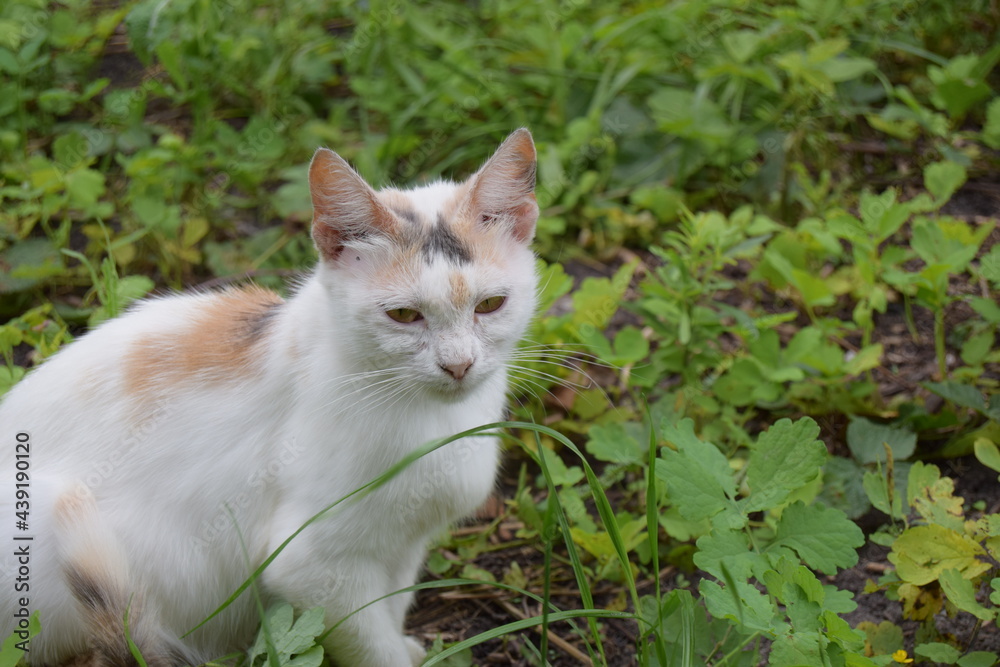 cat in the garden