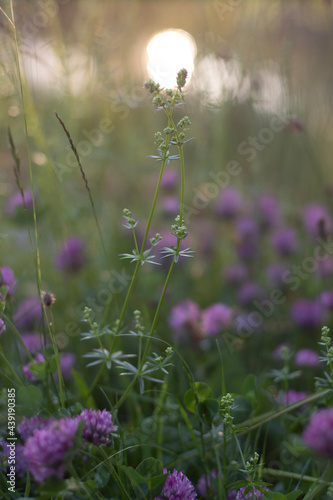 flowers in the sun