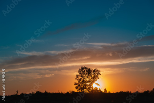 Fototapeta Naklejka Na Ścianę i Meble -  Sunset on the field. Sunlight shines through the tree.