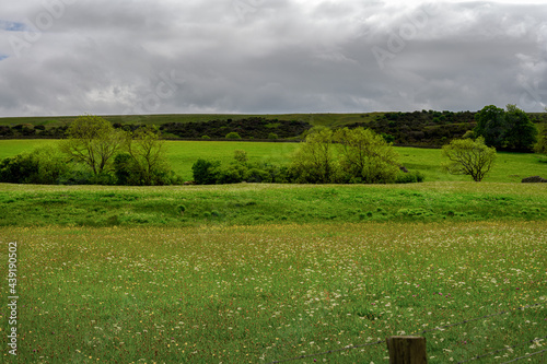 Springtime flower meadow in Upper Teesdale, County Durham, England photo